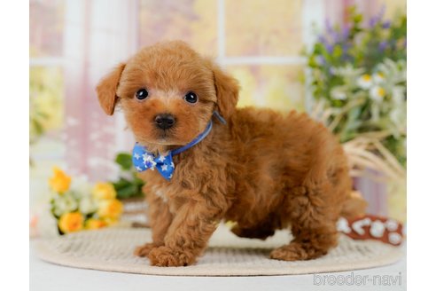 成約済の神奈川県のトイプードル-300216の3枚目