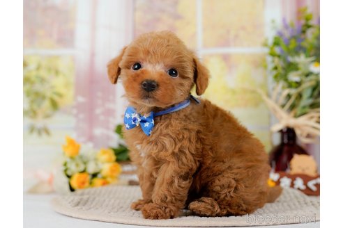 成約済の神奈川県のトイプードル-300216の4枚目