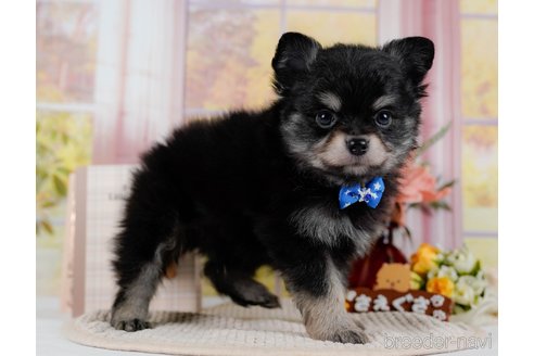 成約済の神奈川県のポメチワ:ポメラニアン×チワワ-300218の12枚目