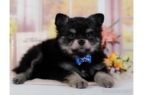 成約済の神奈川県のポメチワ:ポメラニアン×チワワ-300218の7枚目