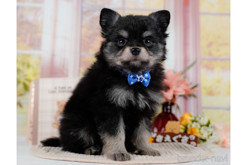 成約済の神奈川県のポメチワ:ポメラニアン×チワワ-300218の9枚目