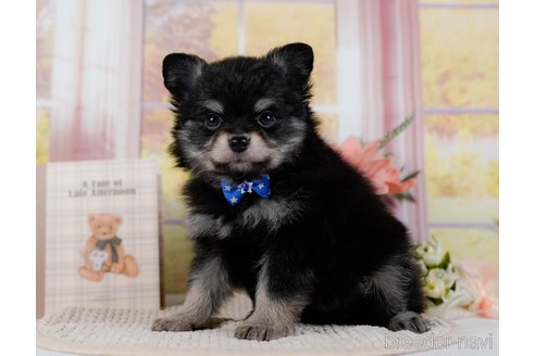 成約済の神奈川県のポメチワ:ポメラニアン×チワワ-300218の8枚目