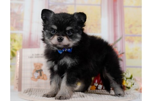 成約済の神奈川県のポメチワ:ポメラニアン×チワワ-300218の10枚目