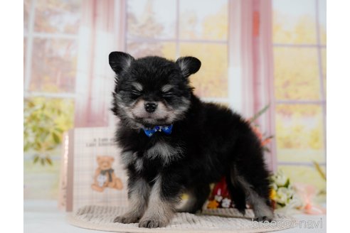 成約済の神奈川県のポメチワ:ポメラニアン×チワワ-300218の11枚目