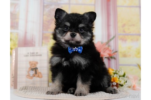 成約済の神奈川県のポメチワ:ポメラニアン×チワワ-300218の3枚目