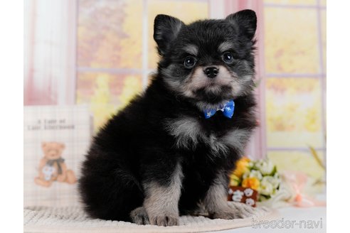 成約済の神奈川県のポメチワ:ポメラニアン×チワワ-300218の4枚目