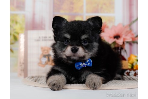 成約済の神奈川県のポメチワ:ポメラニアン×チワワ-300218の1枚目