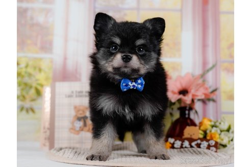 成約済の神奈川県のポメチワ:ポメラニアン×チワワ-300218の5枚目