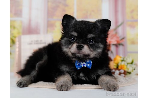 成約済の神奈川県のポメチワ:ポメラニアン×チワワ-300218の6枚目