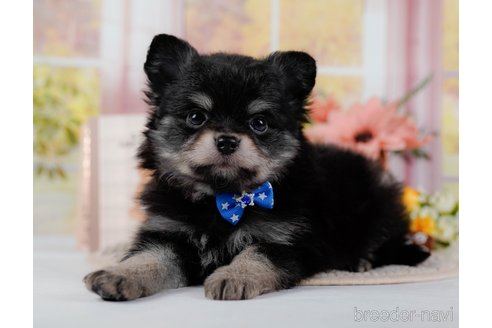 成約済の神奈川県のポメチワ:ポメラニアン×チワワ-300218の2枚目