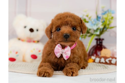 成約済の神奈川県のトイプードル-300226