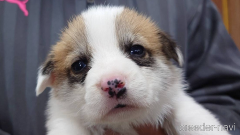 子犬