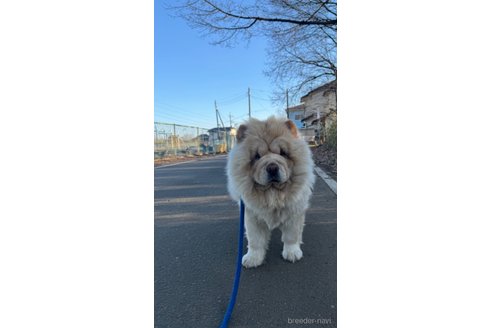 肉肉ちゃん1枚目