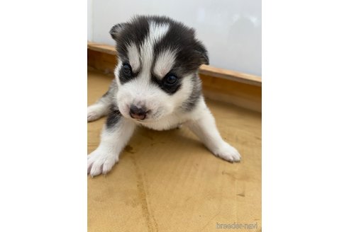 成約済の愛知県のシベリアンハスキー-300245の3枚目