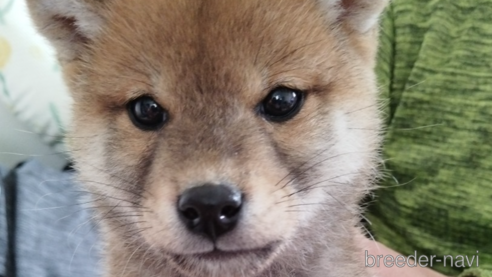 成約済の千葉県の柴犬-290153の2枚目