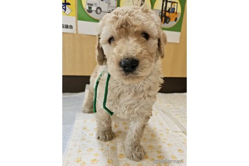 成約済の長野県のゴールデンドゥードル:ゴールデンレトリーバー×プードル-296509の7枚目