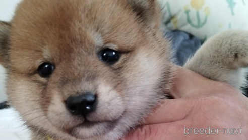 成約済の千葉県の柴犬-297008の1枚目