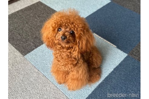 ラズちゃん1枚目