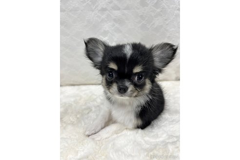 成約済の岡山県のチワワ(ロングコート)-296771