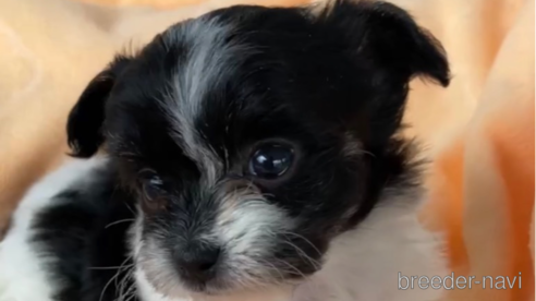 成約済の福岡県のチワマル:チワワ×マルチーズ-300310の6枚目