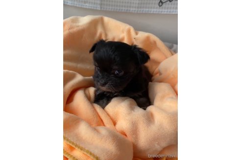 成約済の福岡県のチワマル:チワワ×マルチーズ-300316の5枚目