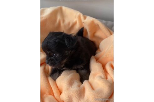 成約済の福岡県のチワマル:チワワ×マルチーズ-300316の3枚目