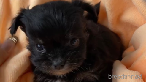 成約済の福岡県のチワマル:チワワ×マルチーズ-300316の2枚目