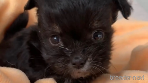 成約済の福岡県のチワマル:チワワ×マルチーズ-300316