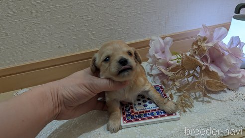 成約済の広島県のチワプー:チワワ×トイプードル-300322の69枚目