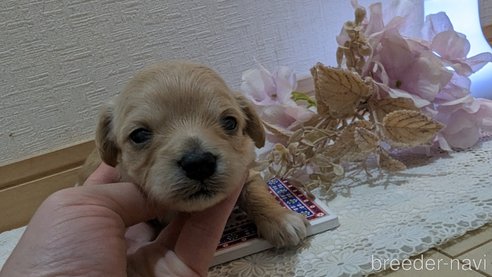 成約済の広島県のチワプー:チワワ×トイプードル-300322の67枚目