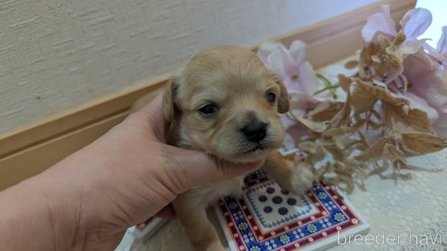 成約済の広島県のチワプー:チワワ×トイプードル-300322の65枚目