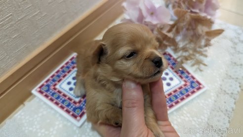 成約済の広島県のチワプー:チワワ×トイプードル-300327の31枚目