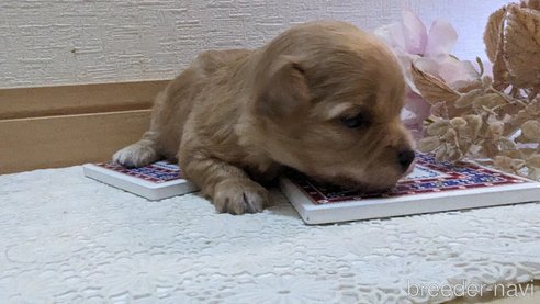 成約済の広島県のチワプー:チワワ×トイプードル-300327の30枚目