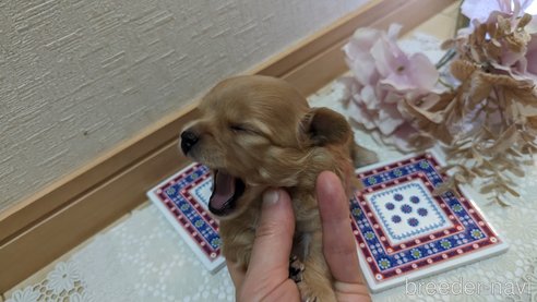 成約済の広島県のチワプー:チワワ×トイプードル-300327の29枚目