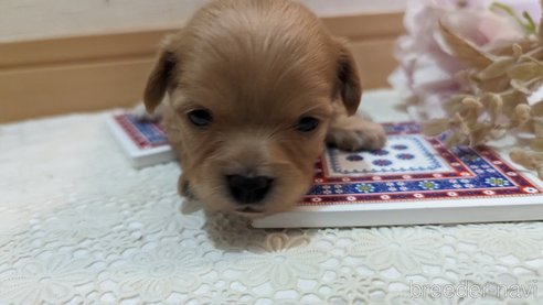 成約済の広島県のチワプー:チワワ×トイプードル-300327の28枚目