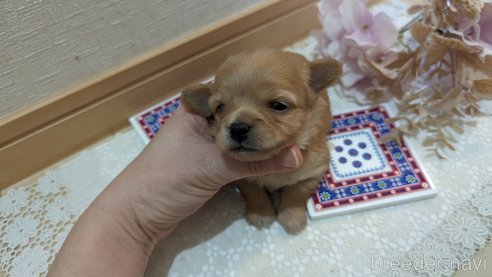 成約済の広島県のチワプー:チワワ×トイプードル-300327の24枚目