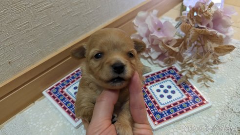 成約済の広島県のチワプー:チワワ×トイプードル-300327の23枚目