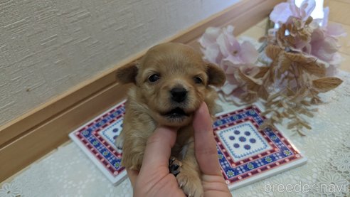 成約済の広島県のチワプー:チワワ×トイプードル-300327の22枚目