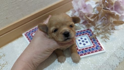 成約済の広島県のチワプー:チワワ×トイプードル-300327の21枚目