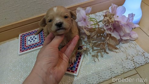 成約済の広島県のチワプー:チワワ×トイプードル-300328の98枚目
