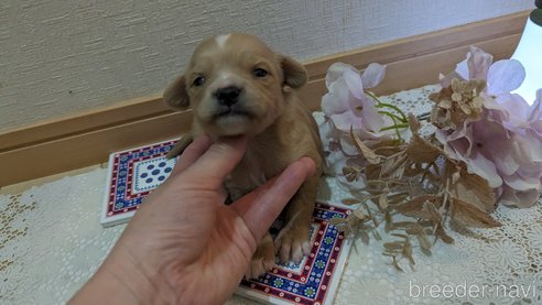 成約済の広島県のチワプー:チワワ×トイプードル-300328の96枚目