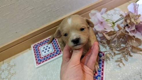成約済の広島県のチワプー:チワワ×トイプードル-300328の96枚目