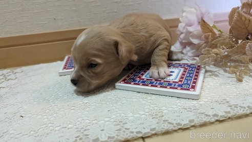 成約済の広島県のチワプー:チワワ×トイプードル-300328の97枚目