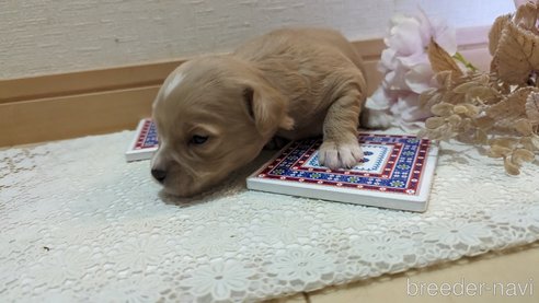 成約済の広島県のチワプー:チワワ×トイプードル-300328の98枚目