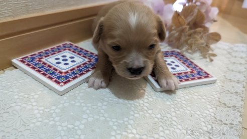 成約済の広島県のチワプー:チワワ×トイプードル-300328の94枚目