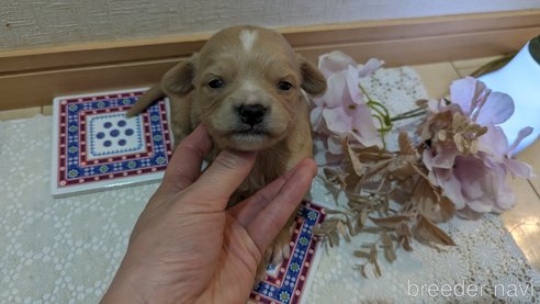 成約済の広島県のチワプー:チワワ×トイプードル-300328の94枚目