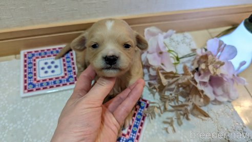 成約済の広島県のチワプー:チワワ×トイプードル-300328の89枚目