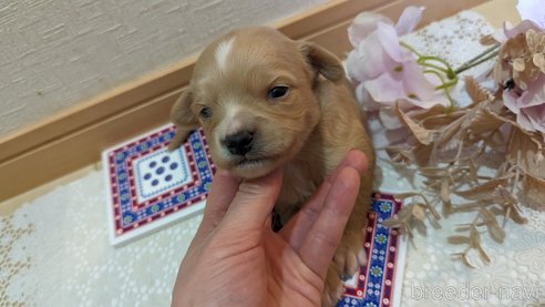 成約済の広島県のチワプー:チワワ×トイプードル-300328の83枚目