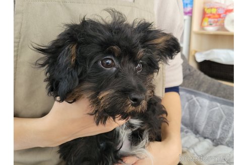 成約済の神奈川県のミックス犬-292371の4枚目