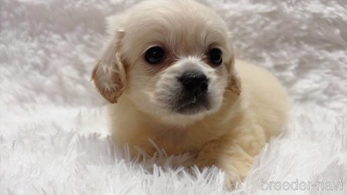 成約済の宮崎県のミックス犬-300366の5枚目
